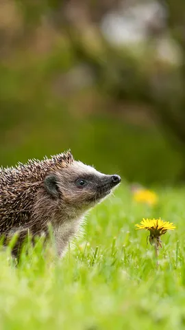 庭の小さな番人