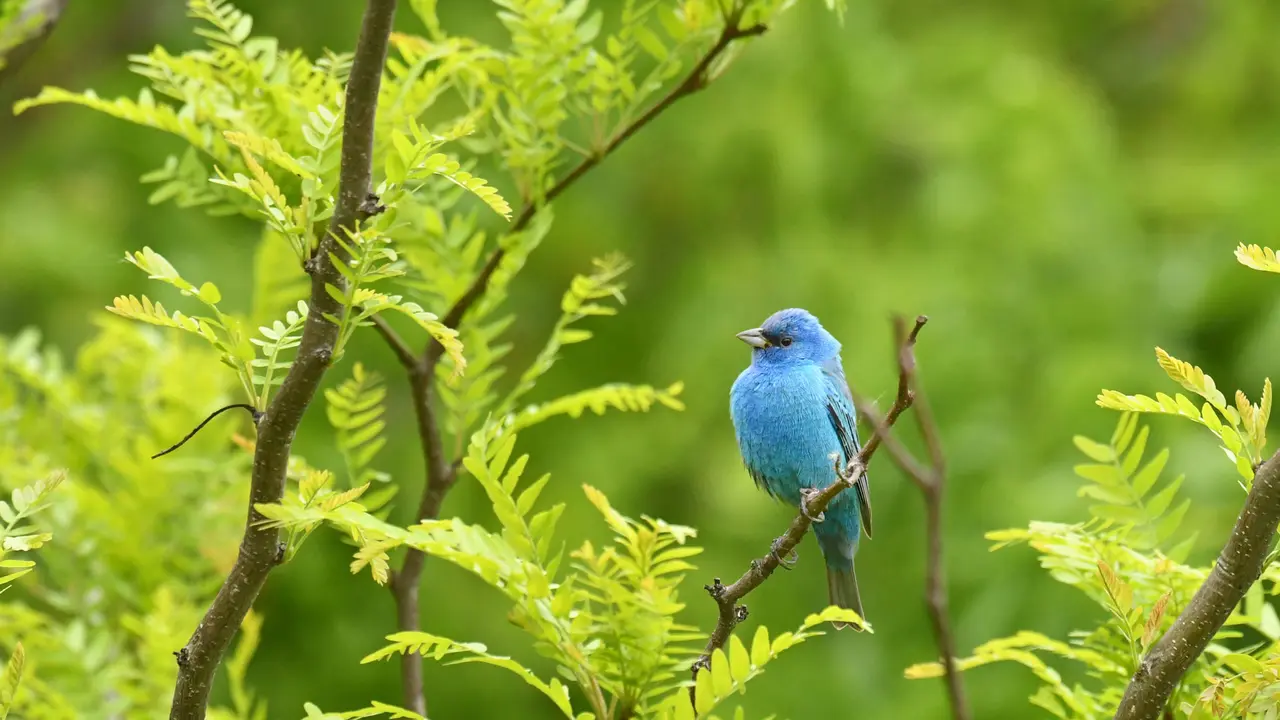 Tweeting 'bon voyage'