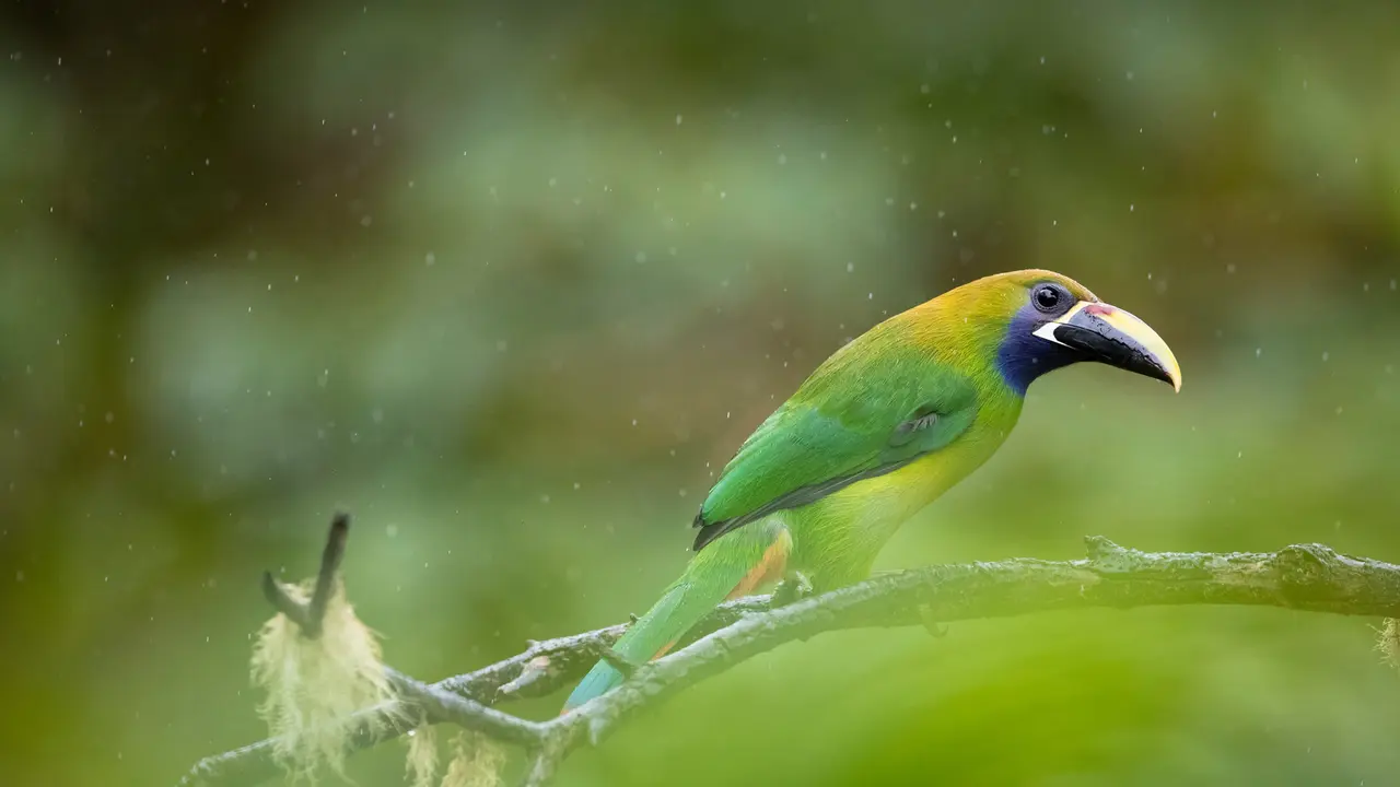 Calling all toucan fans