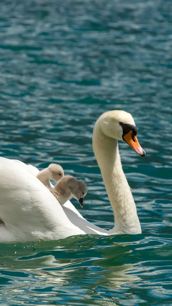 Auguri Mamma!