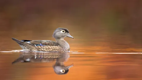 Wood duck hen, United States