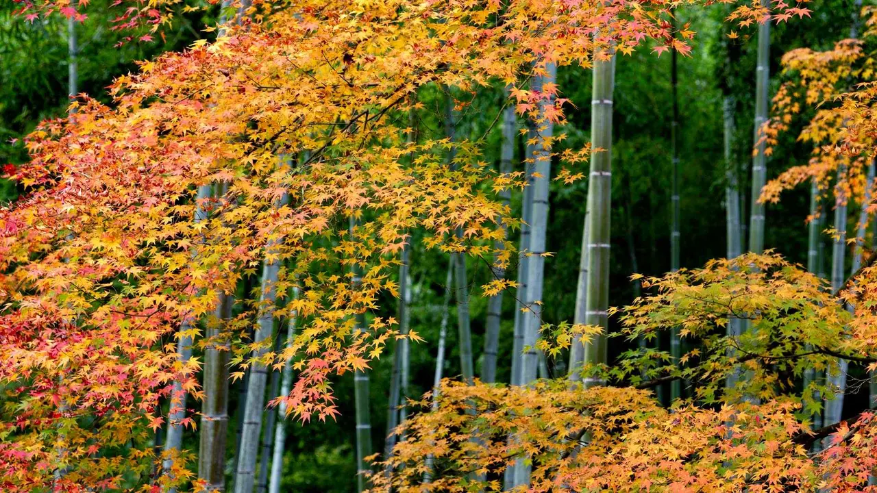 Quand la nature peint Kyoto de rouge et de vert