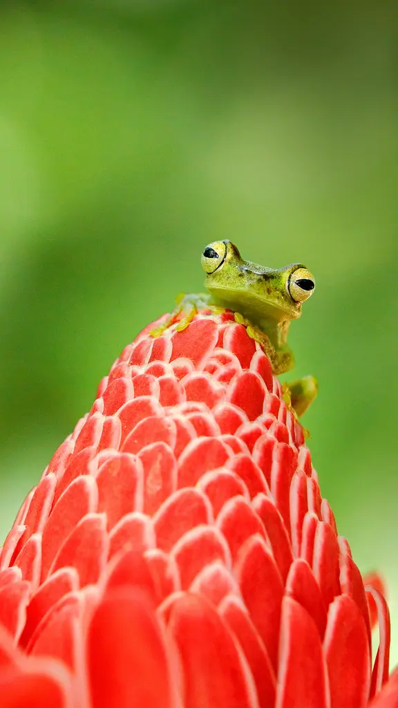 Hoppin' into National Frog Month