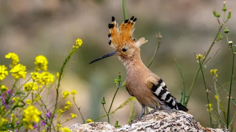 Susurros de primavera