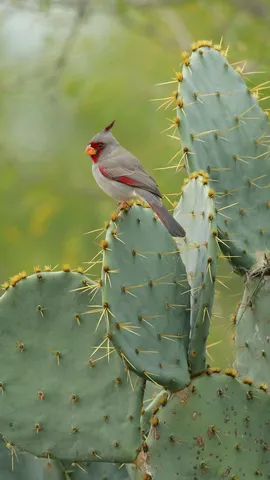 Jeder Vogel z&auml;hlt