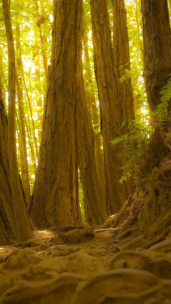 Il Bosco dei Giganti