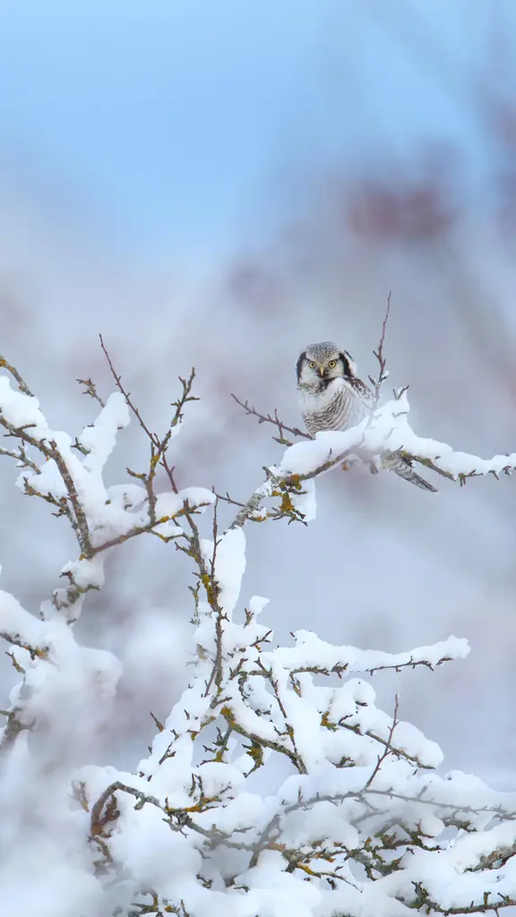 Nottambulo? No di certo!