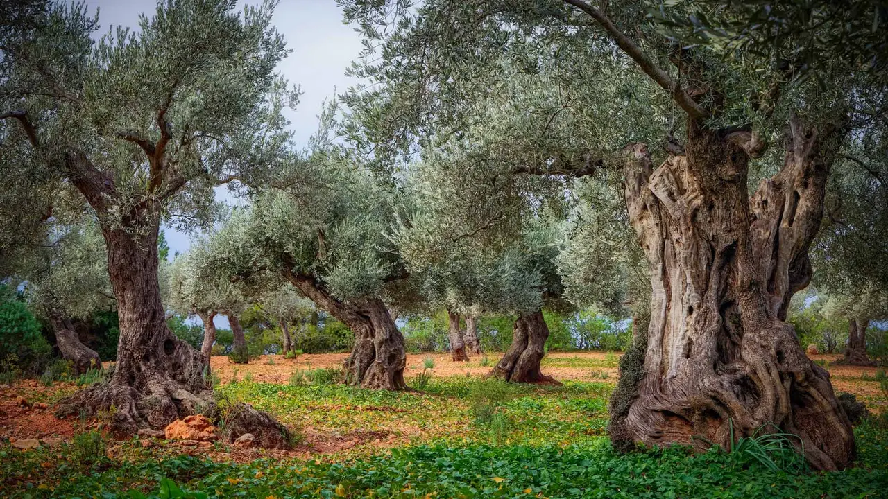 Olive orchard in the Serra de Tramuntana, Mallorca, Balearic Islands, Spain