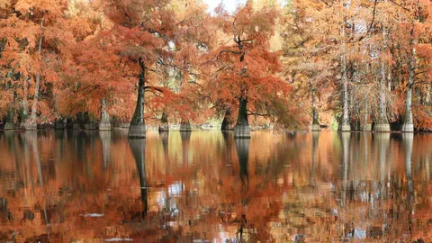 Reflets d&rsquo;automne