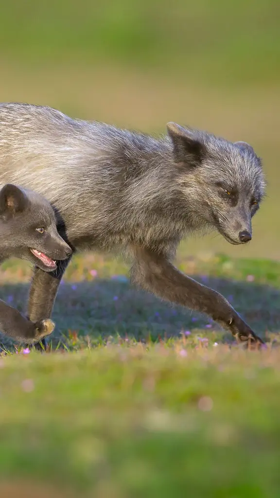 Ma&icirc;tre renard et son petit renardeau