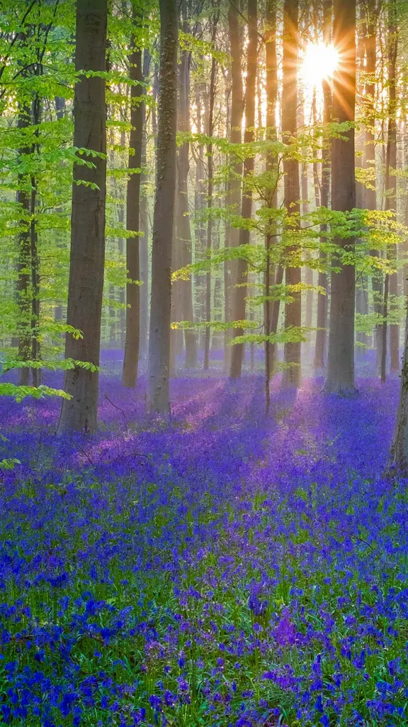 覆盖了Hallerbos森林地面的蓝铃花，比利时佛兰德