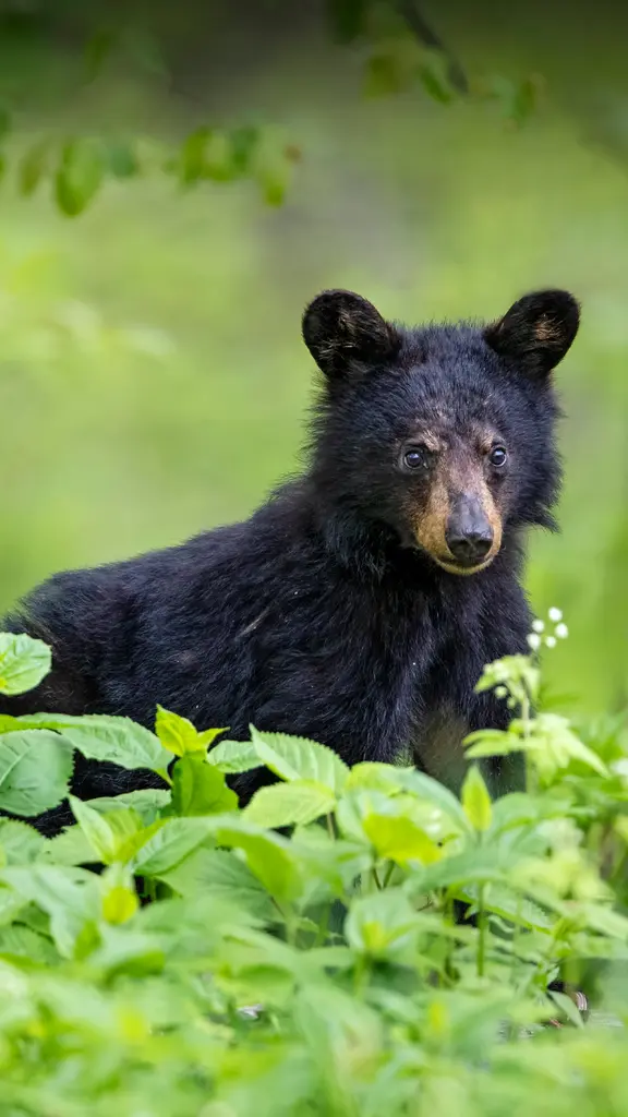 アメリカグマの赤ちゃん