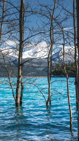 亚伯拉罕湖中的树，加拿大艾伯塔