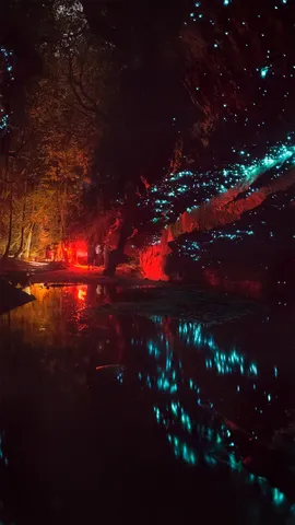 蓝山国家公园里的萤火虫，澳大利亚