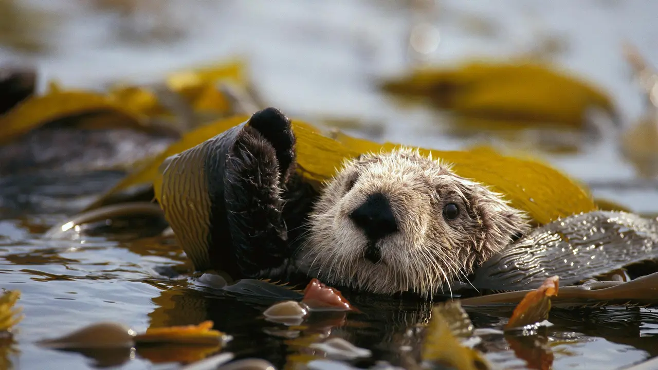 Sea otter floating in a kelp bed in Alaska Maritime National Wildlife Refuge, United States