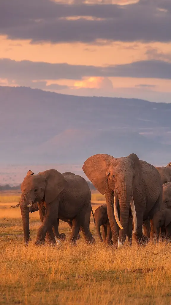 African elephant herd, Amboseli National Park, Kenya