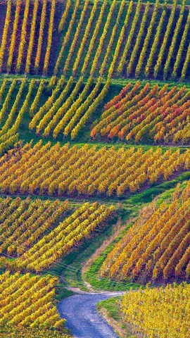 M&eacute;lodies au c&oelig;ur des vignes