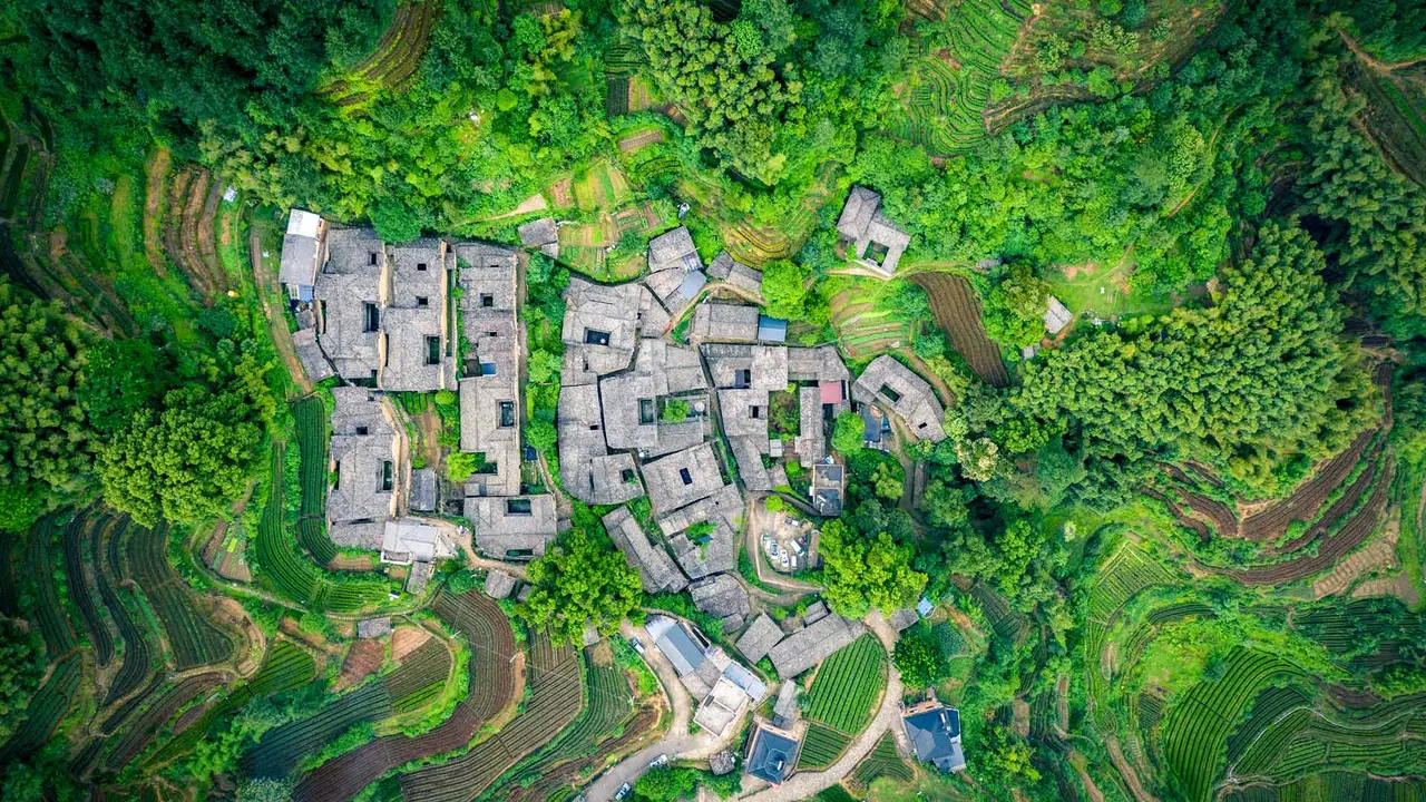 Tea garden at Yangjiatang Village, Songyang County, China