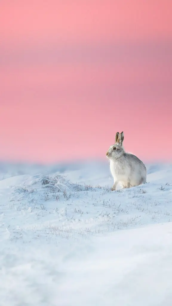 兔年元宵节快乐！