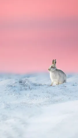 兔年元宵节快乐！