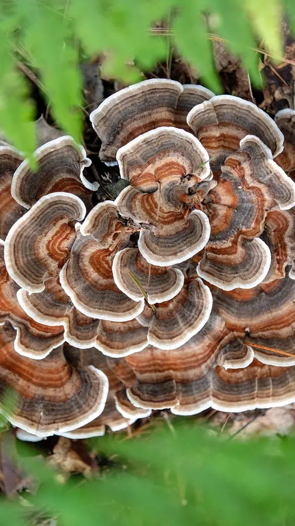 Wanna hang with a fungi?