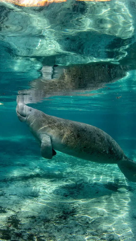 A vida sob a superf&iacute;cie