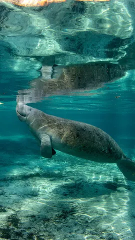 A vida sob a superf&iacute;cie