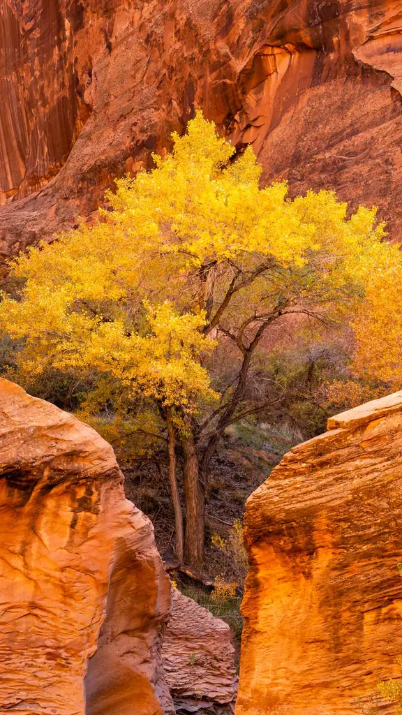 Inundado em tons de outono