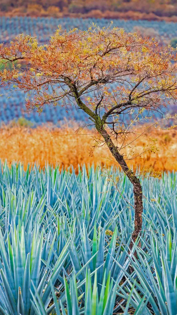 这种蓝色多汁的植物就像黄金一样珍贵