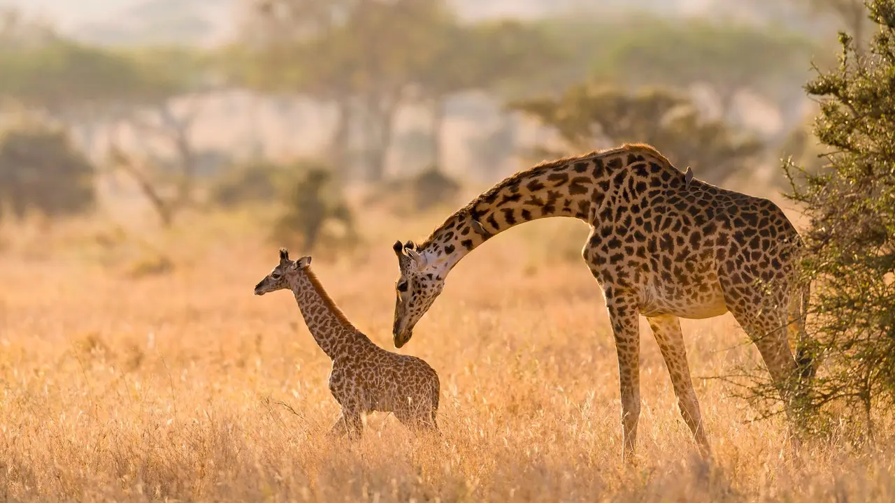Masai giraffe mother grooming her calf in the Serengeti, Tanzania