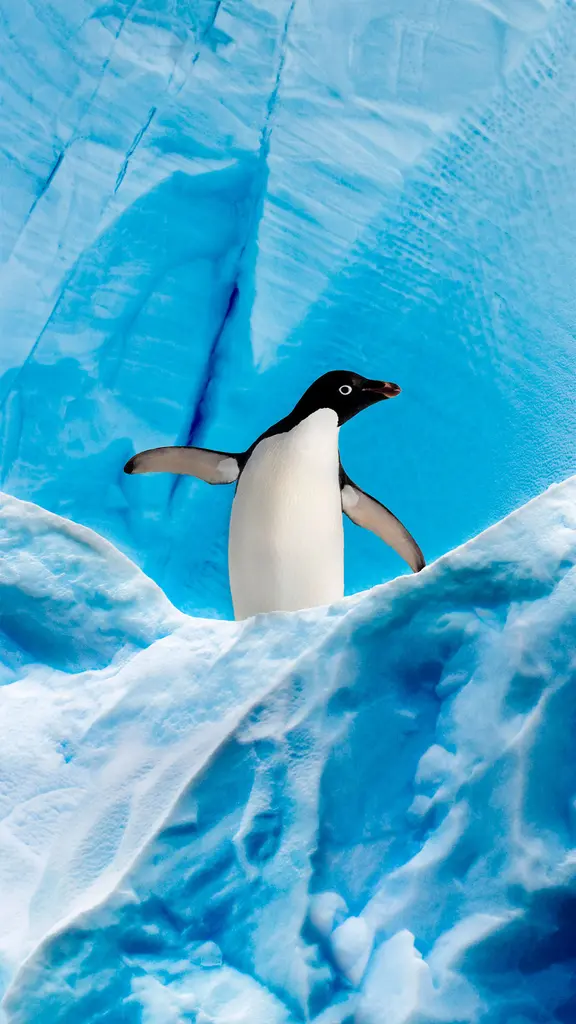 格雷厄姆海峡的阿德利企鹅，南极洲南极半岛