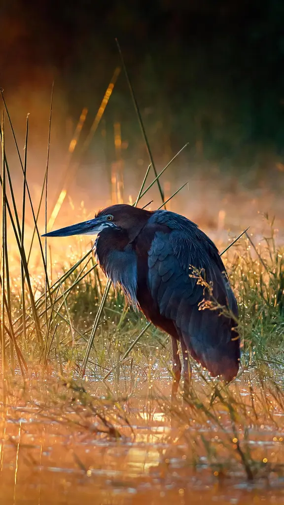 世界最大のサギ
