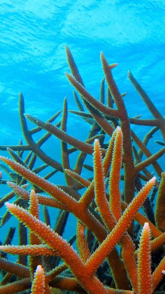 Staghorn coral off the island of Bonaire, Caribbean Netherlands