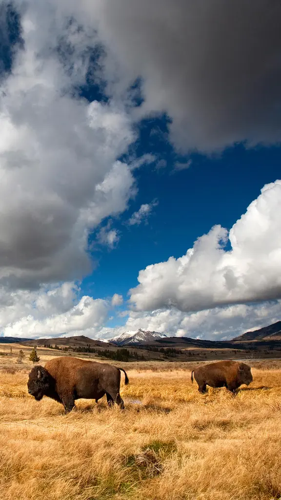 From near extinction to national icon