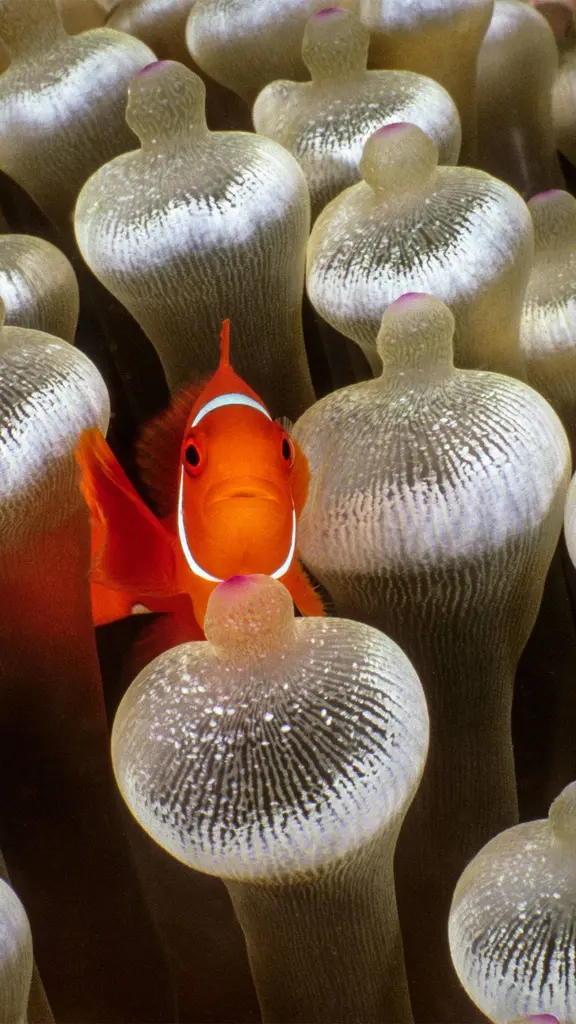 Spine-cheeked anemonefish surrounded by bubble-tip anemone, Milne Bay, Papua New Guinea