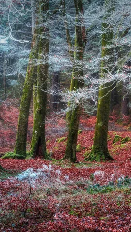 Invergarry村庄附近的森林，苏格兰