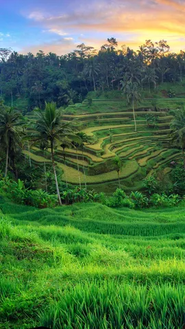 乌布德格拉朗梯田，印度尼西亚巴厘岛