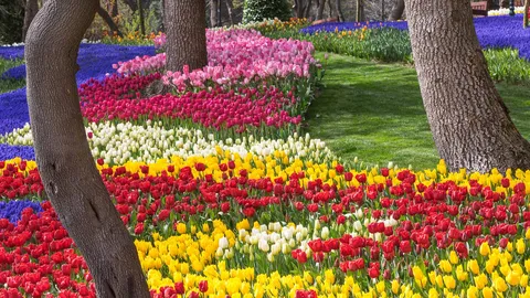 Tulips gone wild!