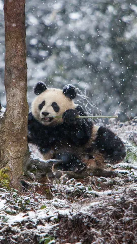 熊猫喜欢冬天吗？