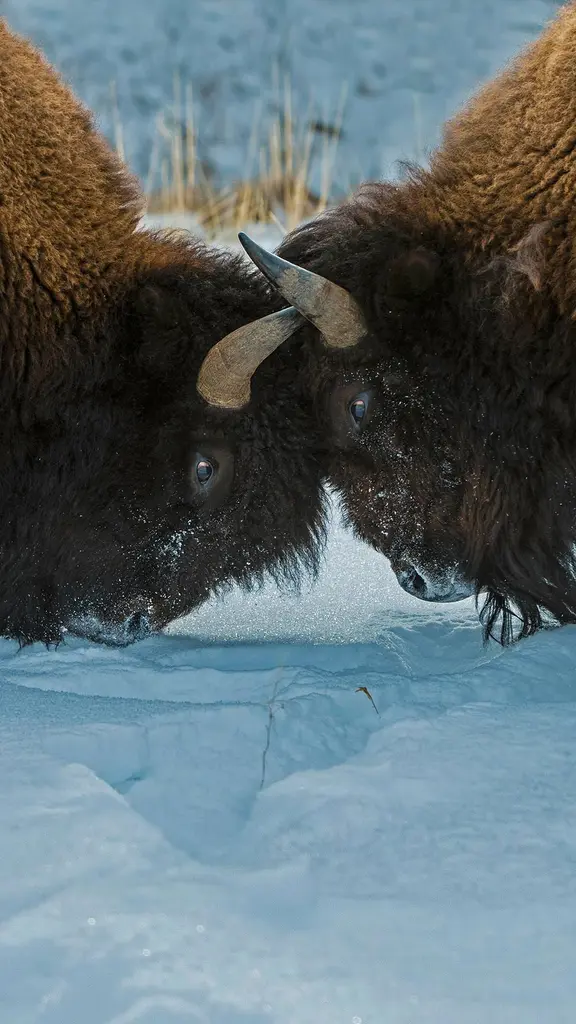 黄石国家公园的美洲野牛，美国怀俄明州