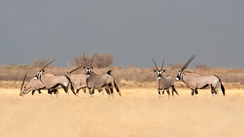 These antelopes are real gems