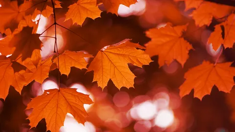 Nature's red couture