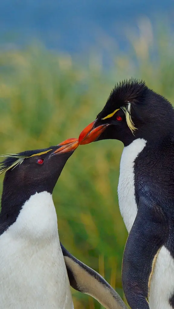 今日は国際キスの日