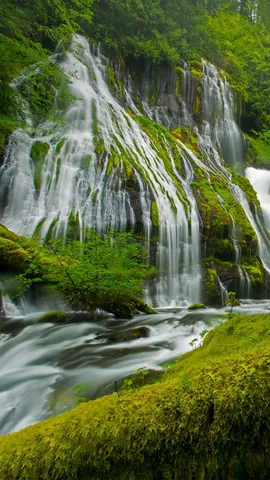 拥有6000年历史的大森林