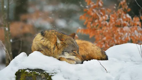 Wake me when it warms up