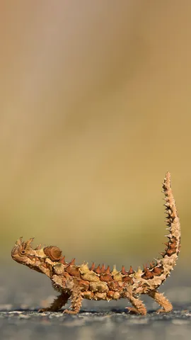 Si sentir&agrave; un po&rsquo; sulle spine?