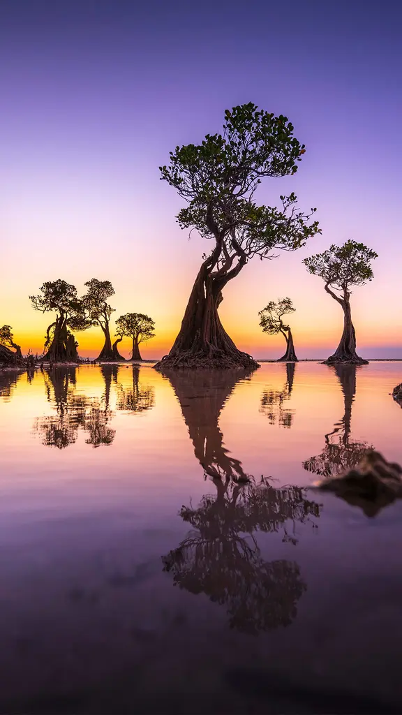 Mangrove trees at twilight, Walakiri Beach, island of Sumba, Indonesia