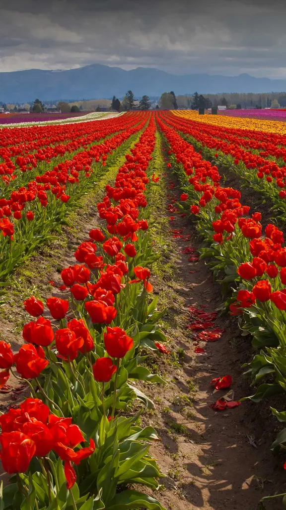 Auf Zehenspitzen durch Tulpenfelder