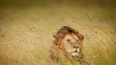 'King of the jungle'? Nope