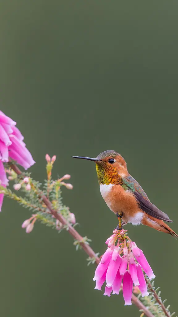 Stopping for a blossom beverage